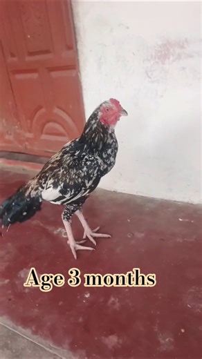 java aseel #funny #roosterfarm #aseel