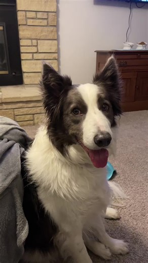 Cute Border Collies Moments with Besties