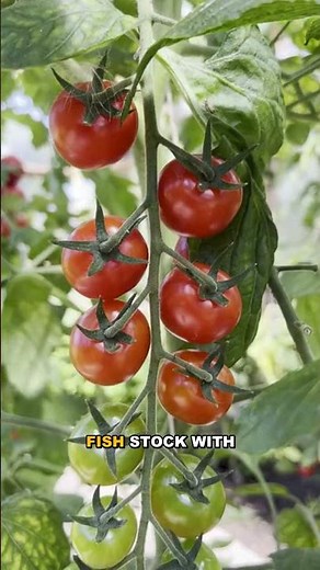 Cioppino: San Francisco's Mysterious Italian Fish Stew