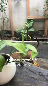 Mày muốn lấy chợ lớn ? | Machinex.vn