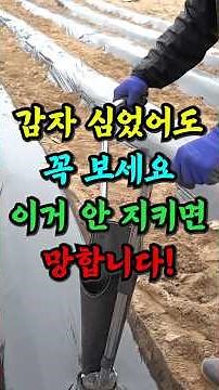 The timing and method of planting potatoes are important!