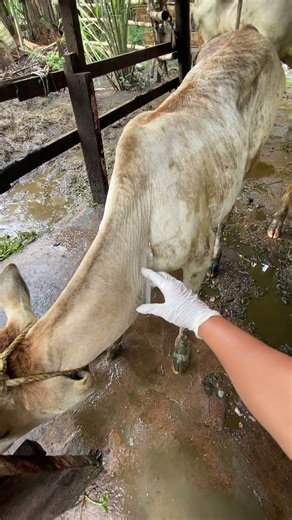 Pemberian obat anti demam pada anak sapi yang terpapar PMK‼️#shorts #animals #cow