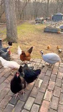 Merry Christmas! The chickens got a homemade suet cake 🎄🎁