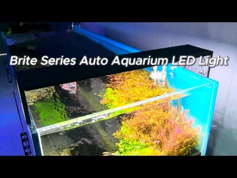 How to Get Perfect Plant Growth & Color in Your Aquarium | FZONE Brite Light