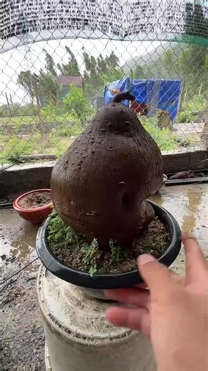 bình vôi gân trắng miền trung l Tân Cổ Say l 07667.12379