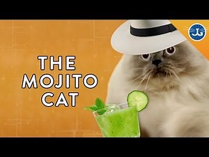 Which Personality Describes Your Cat?