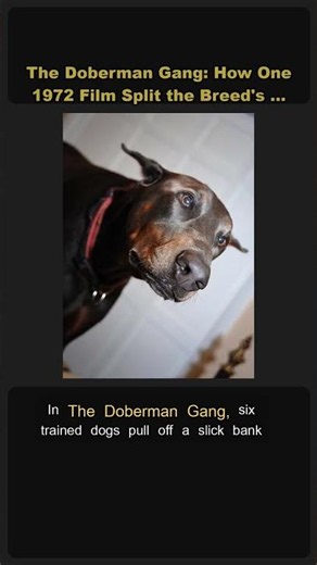 🎬 The Doberman Gang: One Film, Two Faces 🐕 #Shorts