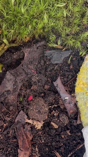 Received my supplement Rambutanura sp today from Isorare pods . Exquisitely packed (as always ) and all arrived alive and safely. I was a little worried as this week was a lot colder than expected- but Kim over at Isorare uses extra thick insulation- heat pack and stasis pack and excellent packing materials. And lots of fun stickers. I love these red little spiky beauties. I think I could watch them all day. Thank you Kim! #isopodyssey #springtails #Rambutanura #Thailandreds #spiky