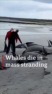 Dozens of whales dead in 'biggest mass stranding in decades' after pod washes ashore at Tresness on the Orkney island of Sanday. Find out more: bbc.in/3zGNYX2 | BBC Scotland News