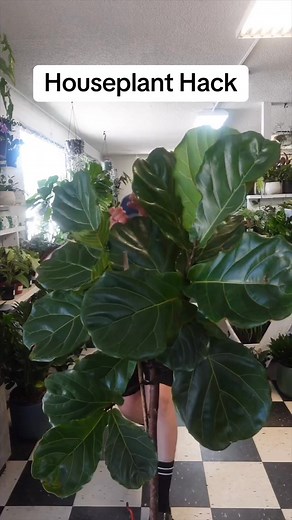 40K views · 413 reactions | These are the tips I use to propagate and prune my Ficus trees. But m... 7413201517928402218 | Luke Edith | Facebook