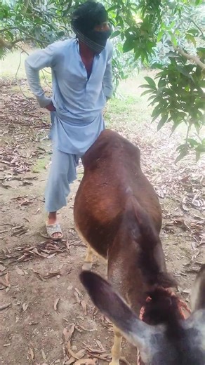 Donkey vs Men's 😱😱 With For End ♥️♥️ #shorts #viral #trending #funnydonkey #shortsfeed #donkeykong