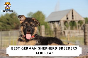 5 Best German Shepherd Breeders Alberta! (2025)