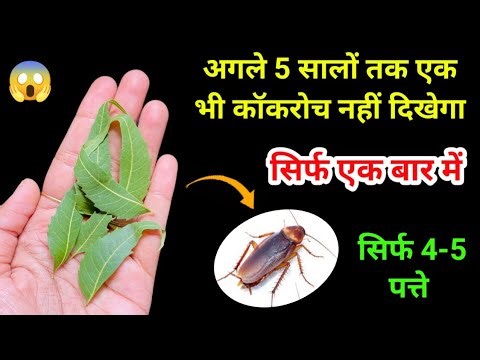 कॉकरोच भगाने का सबसे आसान तरीका 😱 kitchen tips / cockroach killer / remedies / get rid of cockroach