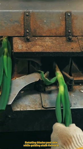 Green Onion Peeling Machine Processes Scallions Quickly and Cleanly #machine