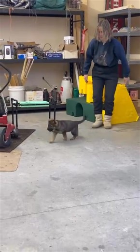 8.5K views · 199 reactions | Taz, registered name Ulisses von Cluskey...