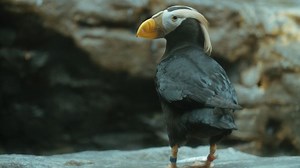 Watch a tufted puffin in its habitat