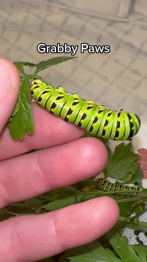 Raising Black Swallowtail Caterpillars: Lucy the Caterpillar Story