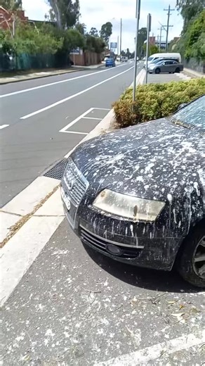 Its Called Straya 🇦🇺 on Instagram: "Must be having a shitty day 😂 Via detail.expert2"