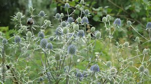 The bumblebee collects nectar from the eryngium or Eringium. A genus of herbaceous plants of the Umbelliferae family. It grows in sandy places and in thickets of bushes, in wastelands.