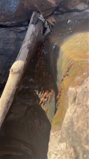 3.1M views · 41K reactions | Bumblebee on the rocks: Massive aggregation, migratory and climbing behaviour of a small Neotropical catfish (푅ℎ푦푎푐표푔푙푎푛푖푠 푝푎푟푎푛푒푛푠푖푠). New observation from researchers in Brazil. See post for full story. | Fish in the News | Facebook