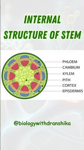 🌿 Internal Structure of a Stem: The Lifeline of a Plant! 🌱