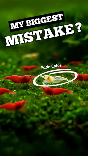 SD AQUATICS | AQUARIUM | FISHES on Instagram: "​The Culling Story of my Shrimp 🦐 ​In this video, I’m separating the transparent and faded shrimps from my Fire Red breeding colony. Due to over-inbreeding, some lose their vibrant color, but they still deserve a great life. Watch how I move these "cuties" to a stress-free home! [ ​Fire Red Shrimp , Cherry Shrimp , ​Shrimp Tank , Aquarium Hobby , ​Nano Tank , Fresh water Shrimp , Shrimp Breeding , ​Aquarium Setup , ​Shrimp Keeper , planted tank , C