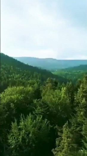 Relaxing Forest Nature 🌲 Calm Ambient Sounds for Sleep & Study