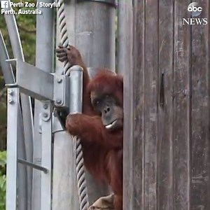 "May you climb happily in the jungles of the sky": Puan, the world's oldest Sumatran orangutan, has died at age 62. http://abcn.ws/2CnB3ds | ABC News