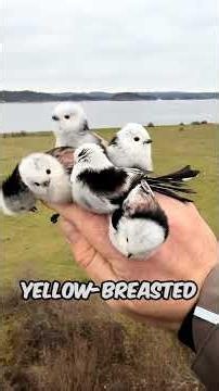 5 Weirdest Bird Names in the Animal Kingdom #Animals #AnimalFacts