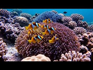 30 Cinematic Underwater Scenes – Sea Creatures in Stunning Light! 🌊🎥