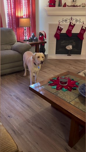 Talking Labrador paw 🐾 #talkingdog #talkinglab #dog #puppy #labrador #labradorretriever #yellowlab #labs #lab #milliethelab | Rowell Tidoso McIntosh