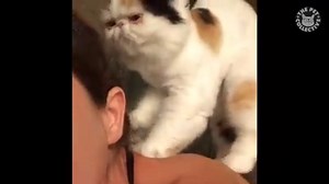 680K views · 11K shares | These cats warm my heart: | The Pet Collective | Facebook