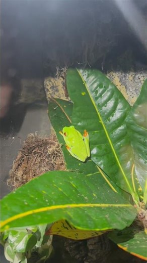 Red eye tree frog 🐸 #redeyetreefrog #cute #mylife #lasvegas