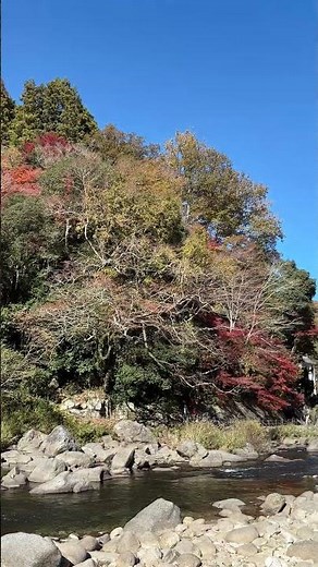 🍁紅葉2025🍁速報！絶景！真っ赤に燃える「香嵐渓」！見頃！巴川越しに、とてもきれい♪2025年11月22日