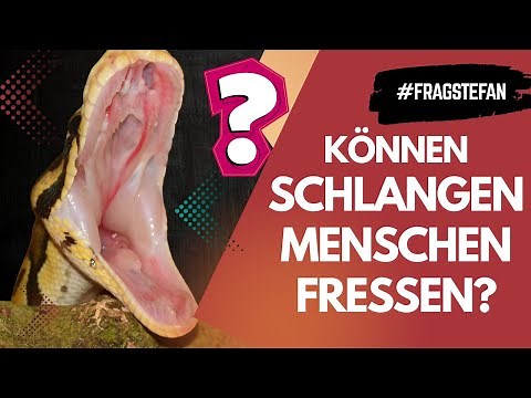 Do giant snakes really eat people? 😱 | Ask Stefan Part 2 | Reptil TV