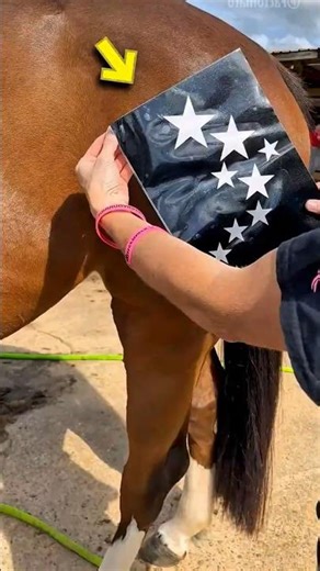 Girl Creates AMAZING Design On Horse