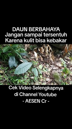 Daun Berbahaya: Hindari Sentuhan pada Daun Pulus
