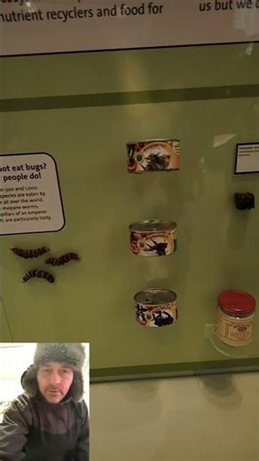 The World Museum Liverpool #20. Insects. Friendly Bug models! Bugs in a Can?