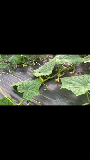 Some cucumbers have mutations.#farming #agriculture