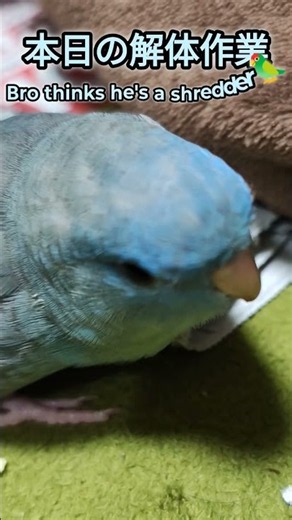 Professional Paper Shredder: Lineolated Parakeet at Work! ✂️🦜