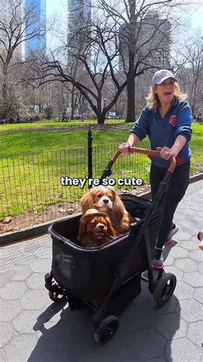 Couldn’t resist saying hello to the cute stroller dogs 🥹 #dog #puppy #kingcharles