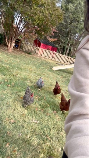 Happy Sunday from my army 🤣🐓 | Leslie James