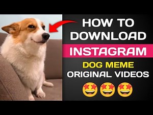How To Download Instagram Dog Memes Original Videos From Google Drive 2025 Viral Instagram Videos