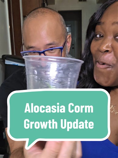 This is a great way to get more plants for the low low. Propagation gives you the opportunity to learn and grow with your plants. It's been fun watching the alcoasia corms grow. Check out the earlier stages of the alocasia corm growth @Misfits and Matcha #alocasiapropagation #alocasiacorms #alocasiacormpropagation