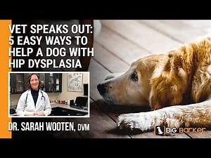 Vet Speaks Out: 5 Easy Ways To Help A Dog With Hip Dysplasia