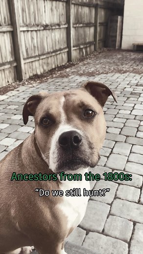 6.2K views · 48 reactions | It’s called evolution. Look it up. | Pet Supplies Plus | Facebook