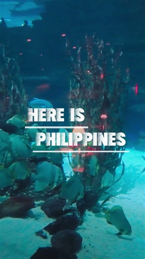 A Magical Dinner With Sharks In Philippines