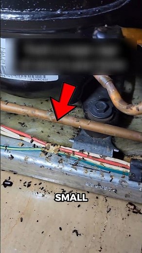 If You Find This in Your Home… You May Have Roaches