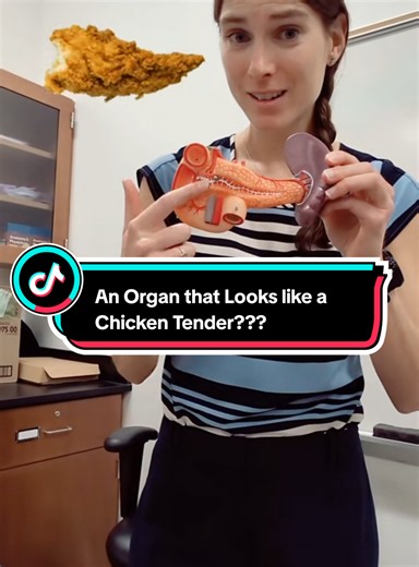 #anatomy #anatomyandphysiology #TikTokLearningCampaign #EduTok #stem | anatomy