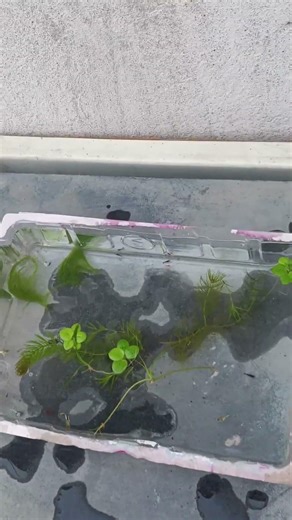 #guppy fish #red Chery scrims #blue scrims